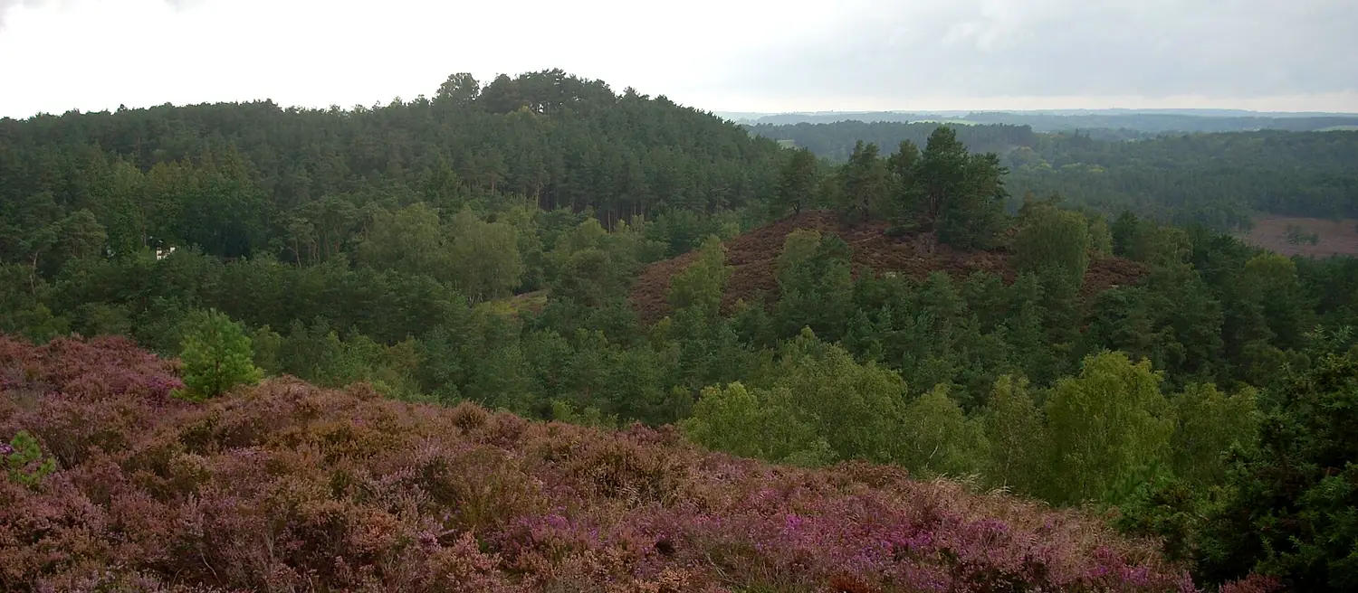 Churt Taxi Service: Devil's Jumps, Churt